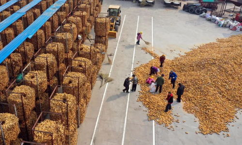 国际粮价大涨,我们离粮食危机有多远